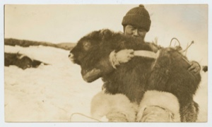 Image of Koo-e-tig-e-to [Kuutsiikitsoq] with young musk ox